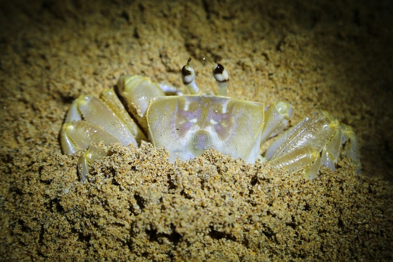 21 день по Шри-Ланке на машине