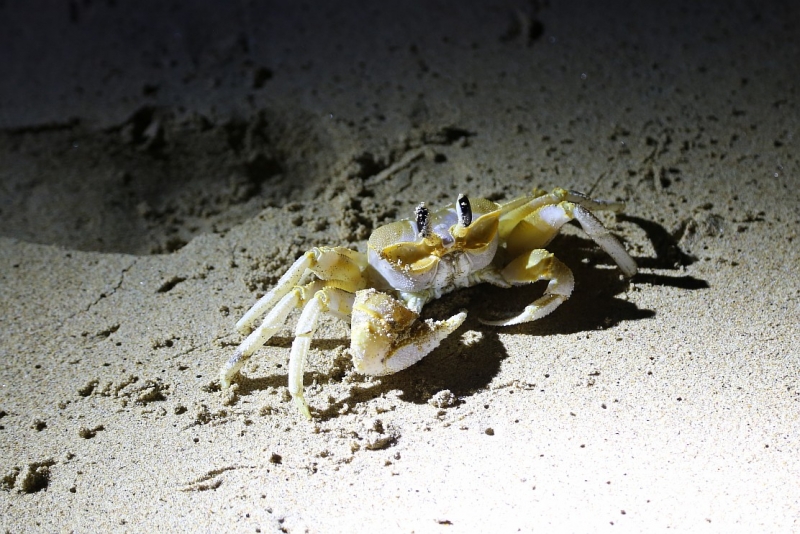 21 день по Шри-Ланке на машине