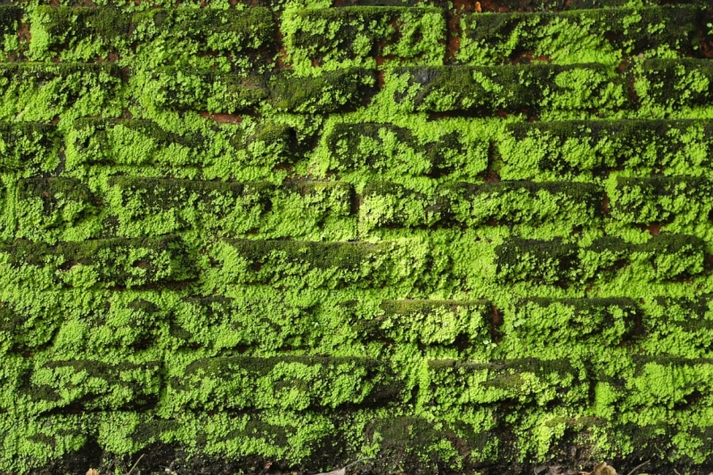 21 день по Шри-Ланке на машине