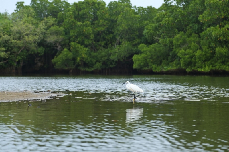 21 день по Шри-Ланке на машине