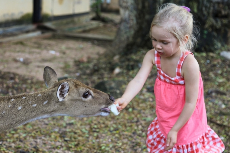 21 день по Шри-Ланке на машине