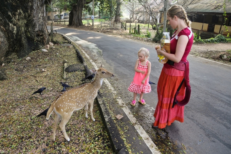 21 день по Шри-Ланке на машине
