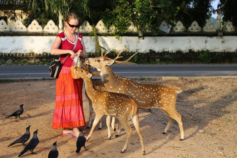 21 день по Шри-Ланке на машине