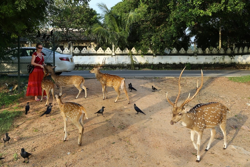 21 день по Шри-Ланке на машине