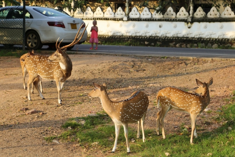 21 день по Шри-Ланке на машине