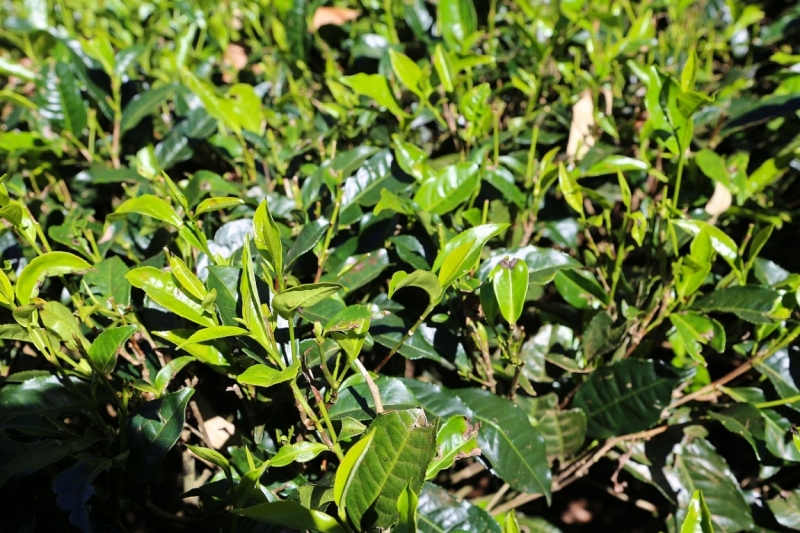 21 день по Шри-Ланке на машине