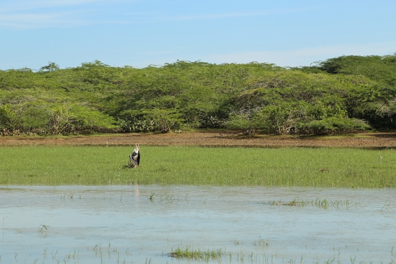 21 день по Шри-Ланке на машине