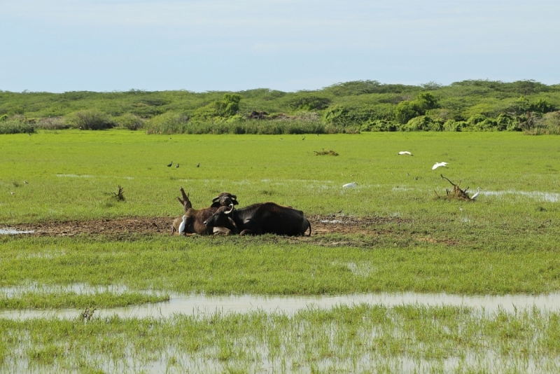 21 день по Шри-Ланке на машине