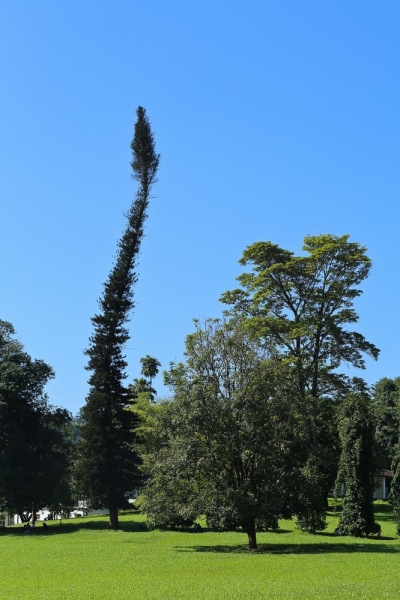 21 день по Шри-Ланке на машине