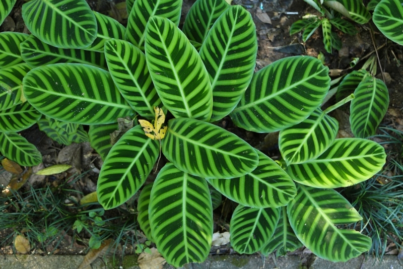 21 день по Шри-Ланке на машине