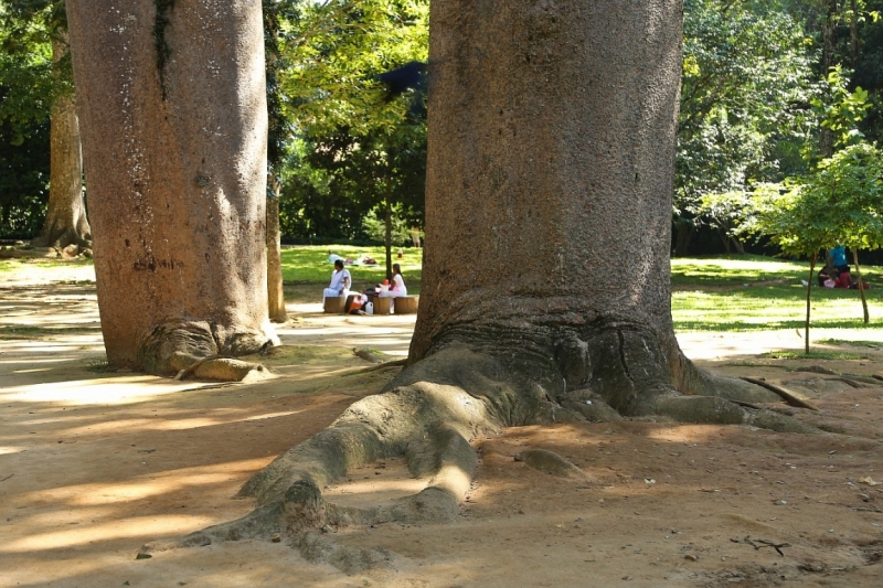 21 день по Шри-Ланке на машине