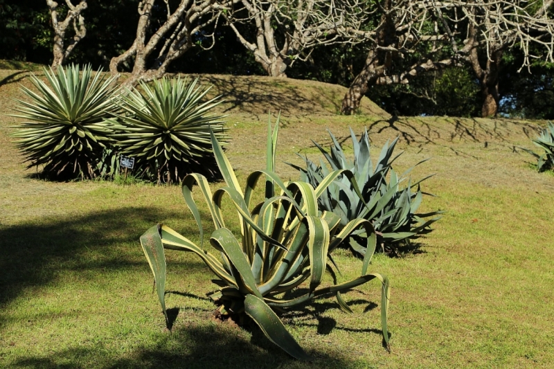 21 день по Шри-Ланке на машине