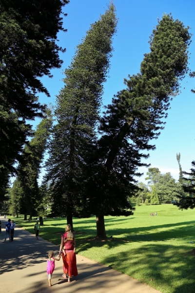 21 день по Шри-Ланке на машине