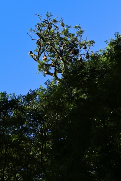 21 день по Шри-Ланке на машине