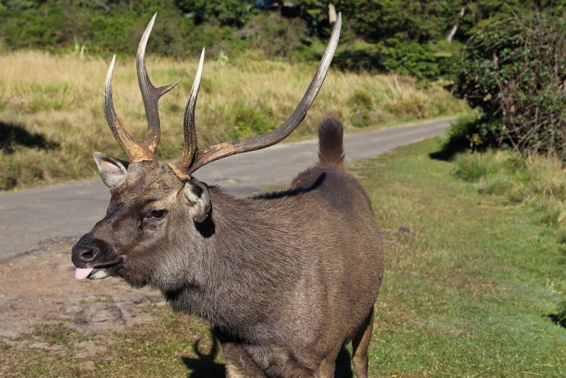 21 день по Шри-Ланке на машине