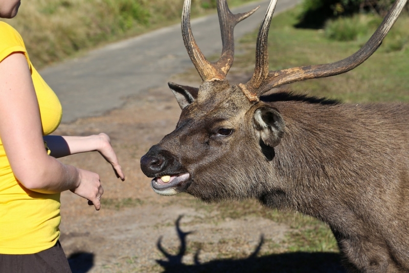 21 день по Шри-Ланке на машине