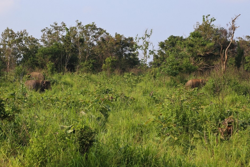 21 день по Шри-Ланке на машине