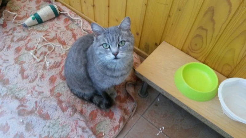 Поговорим о кошках38