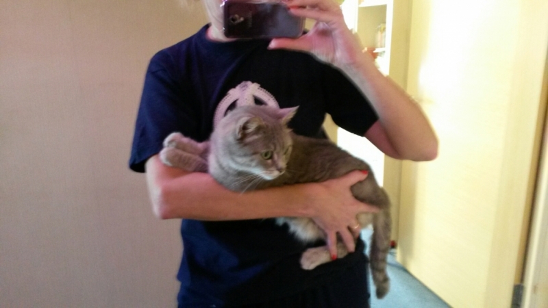 Поговорим о кошках32