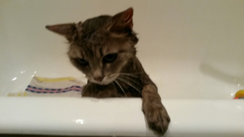 Поговорим о кошках38