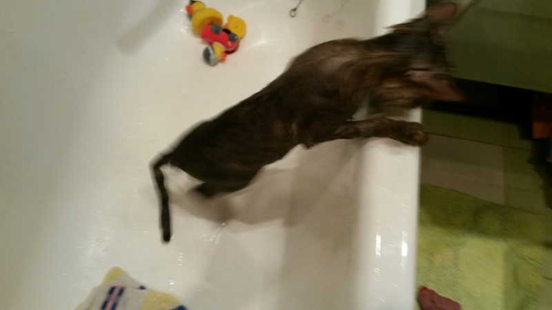 Поговорим о кошках32