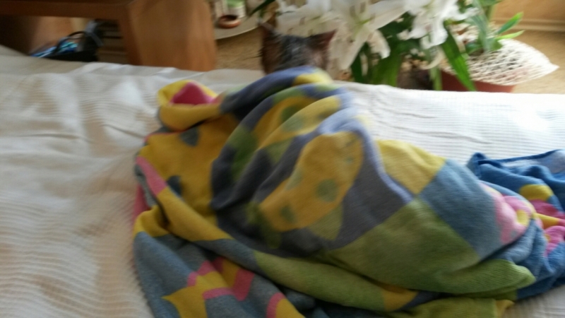 Поговорим о кошках32