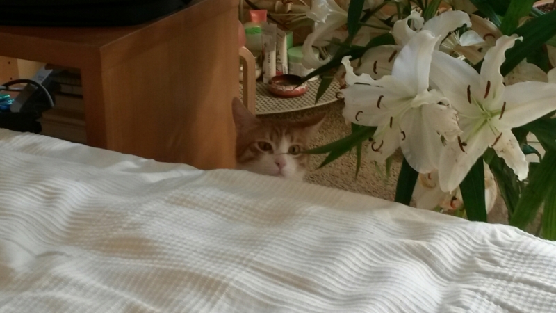 Поговорим о кошках32