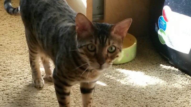 Поговорим о кошках32