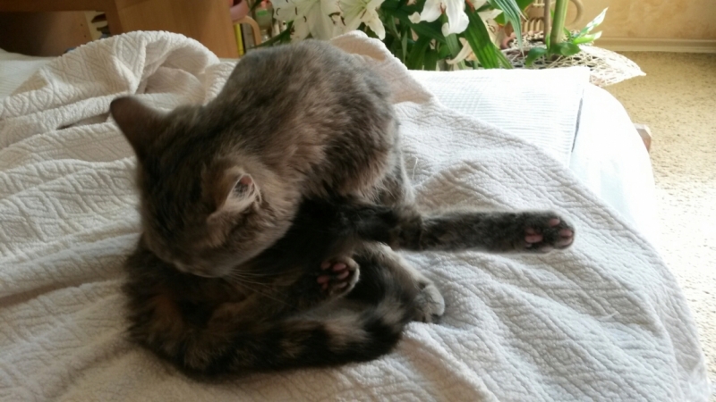 Поговорим о кошках32