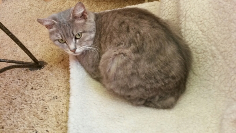 Поговорим о кошках32