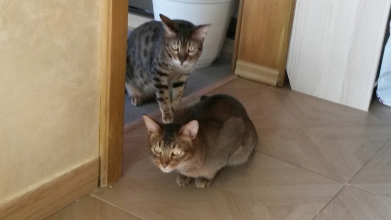 Поговорим о кошках32