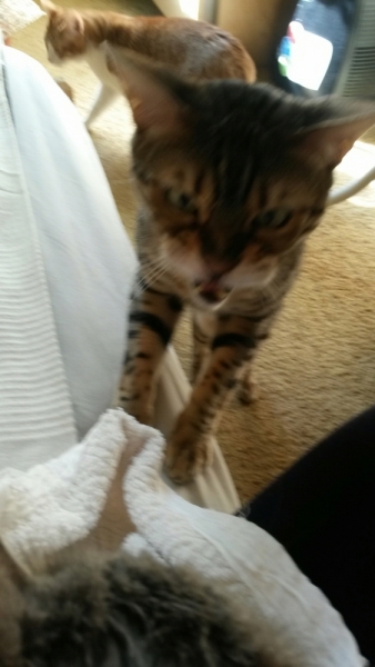 Поговорим о кошках32