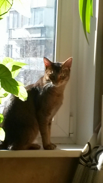 Поговорим о кошках32