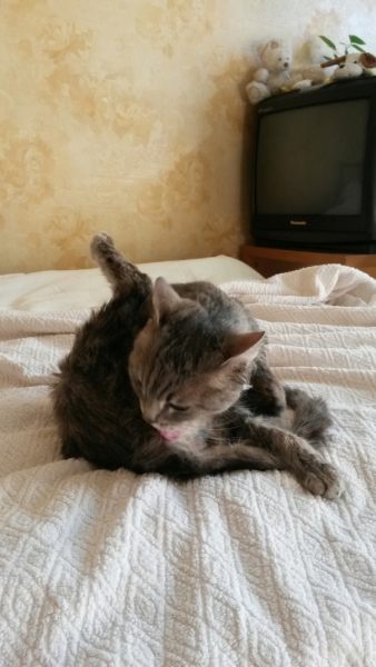 Поговорим о кошках32