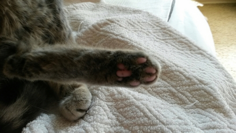 Поговорим о кошках32