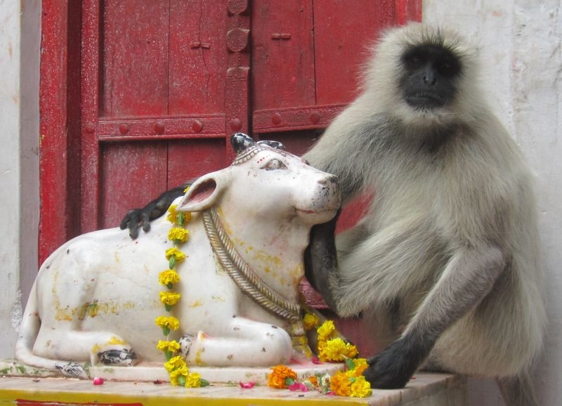 Индия (север: Варанаси, Бодхгая, Дармсала)