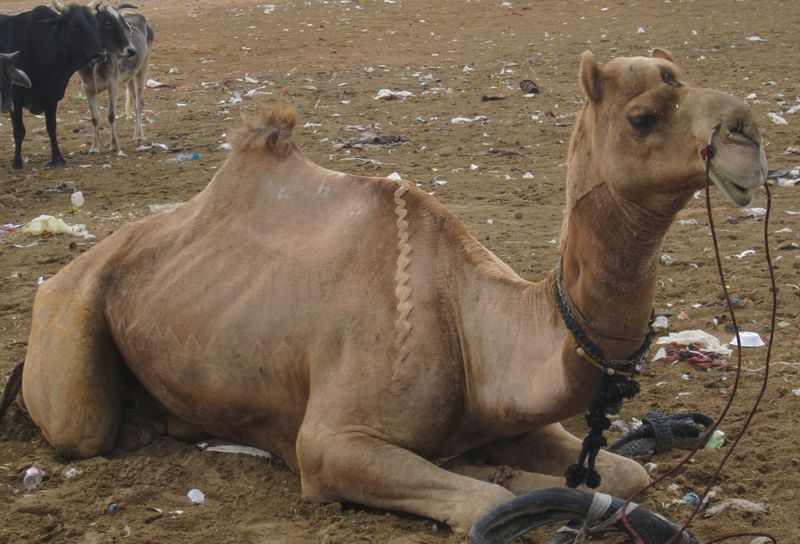 Индия (север: Варанаси, Бодхгая, Дармсала)