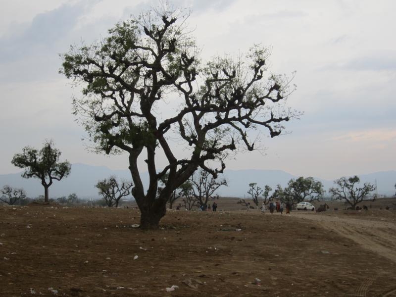 Индия (север: Варанаси, Бодхгая, Дармсала)