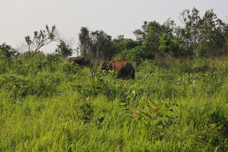 21 день по Шри-Ланке на машине