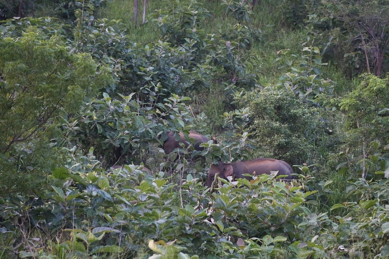 21 день по Шри-Ланке на машине