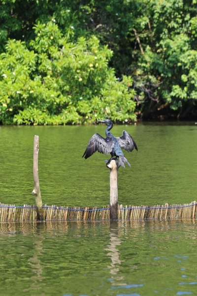 21 день по Шри-Ланке на машине