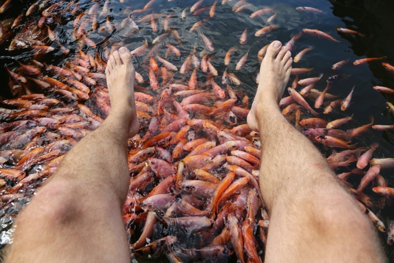 21 день по Шри-Ланке на машине