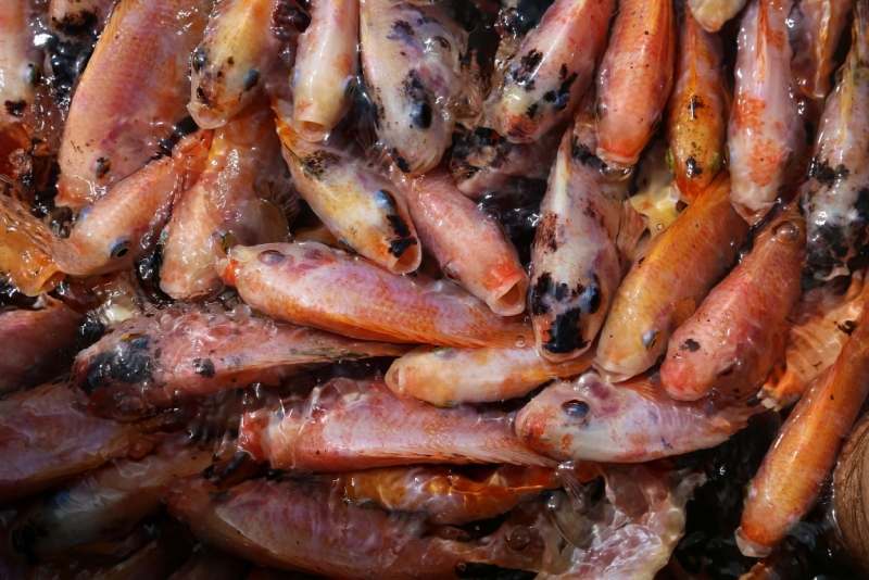 21 день по Шри-Ланке на машине