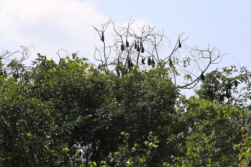 21 день по Шри-Ланке на машине