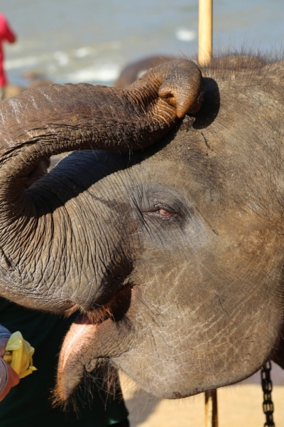 21 день по Шри-Ланке на машине