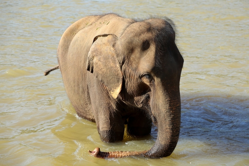 21 день по Шри-Ланке на машине