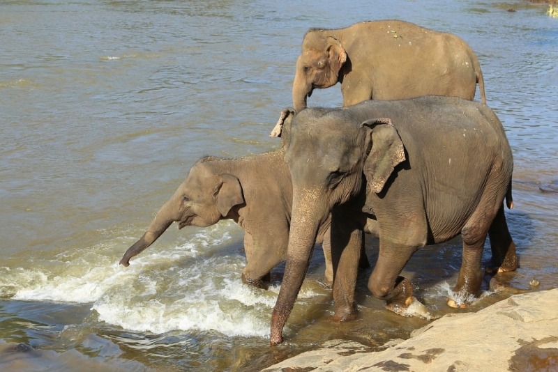 21 день по Шри-Ланке на машине