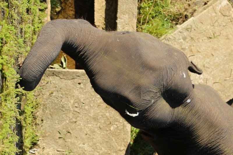 21 день по Шри-Ланке на машине