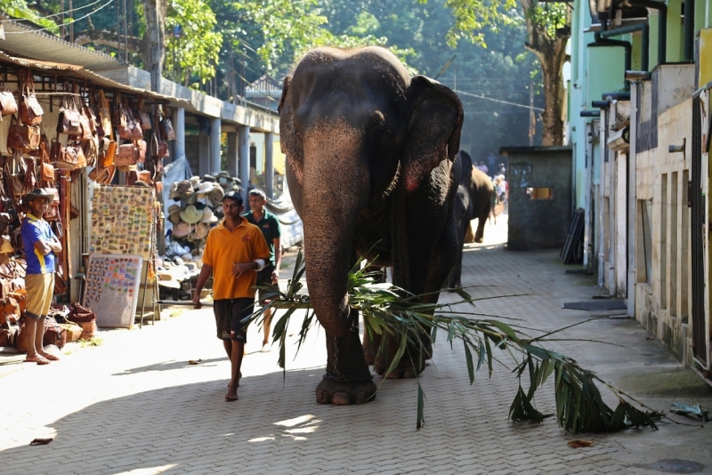 21 день по Шри-Ланке на машине