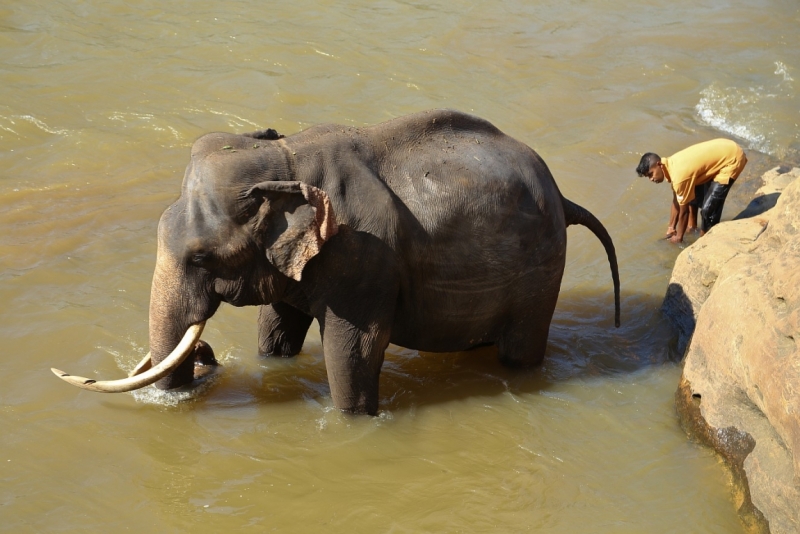 21 день по Шри-Ланке на машине